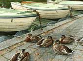 Heather Soos - Riverway Gallery, Courtenay, BC